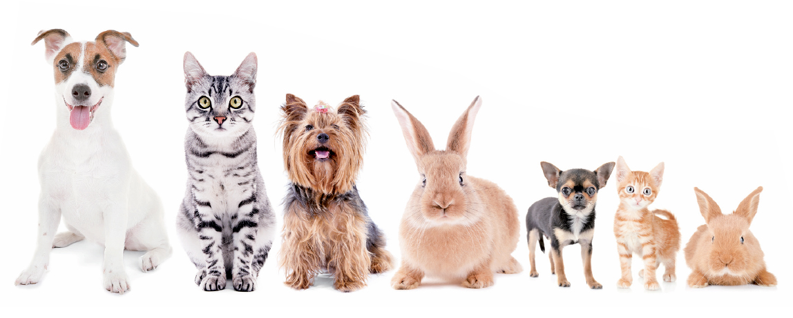 반려동물:개,고양이,토끼