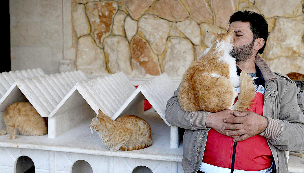 시리아 고양이구조 촬영 작가 사진