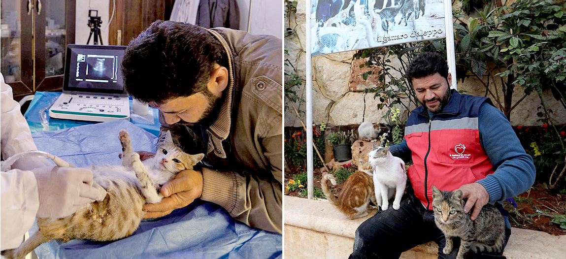 시리아 고양이구조 촬영 작가 사진