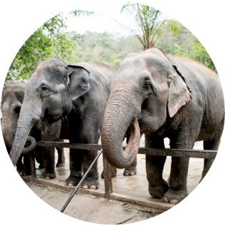 코끼리 개체수 보존을 위한 관심