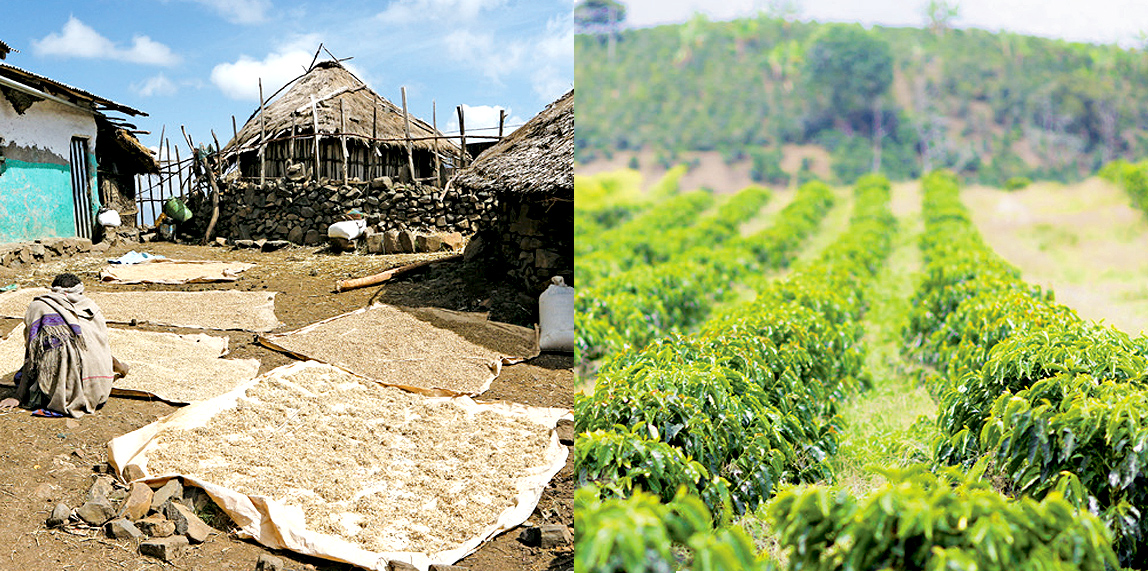 에티오피아 : 커피의 본고장이 품은
고품질 원두의 탁월함